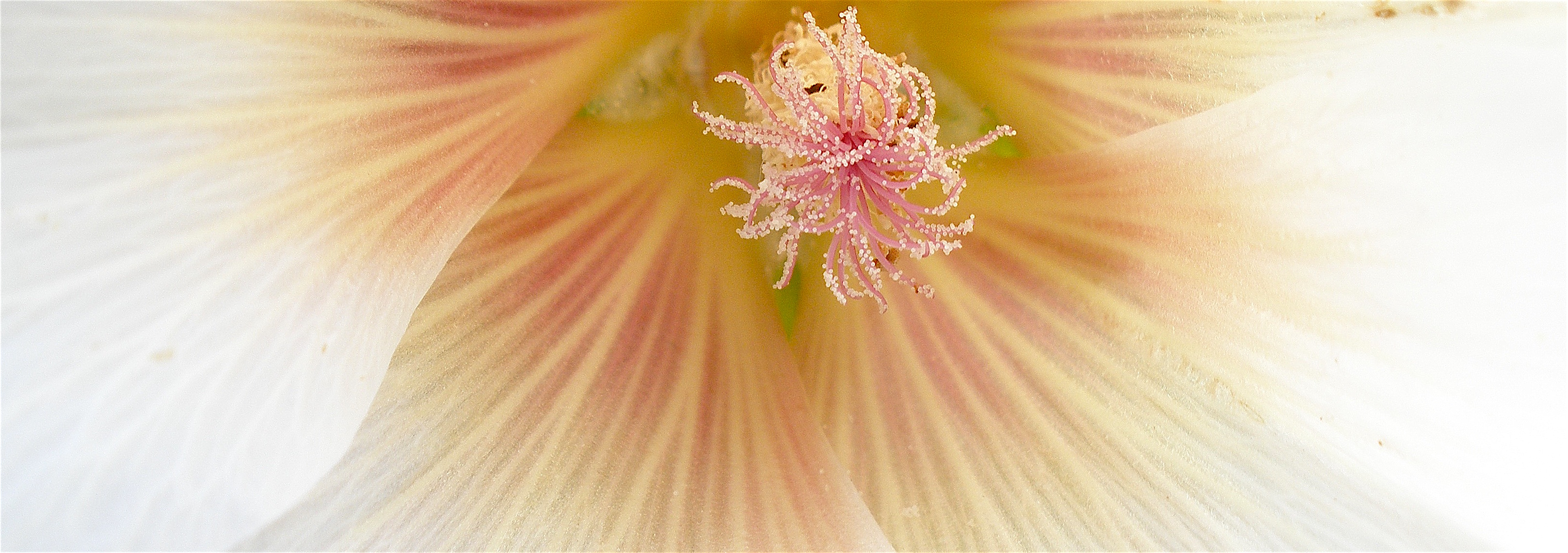 fleur blanche et rose
