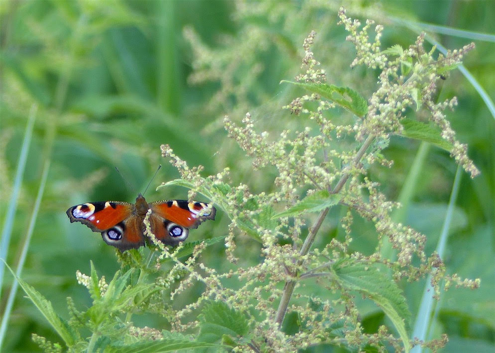 papillon rouge dans la nature