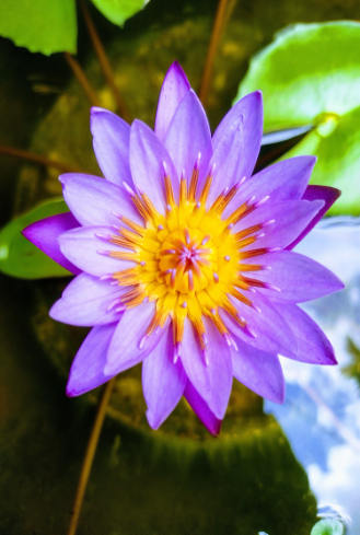 fleur pourpre