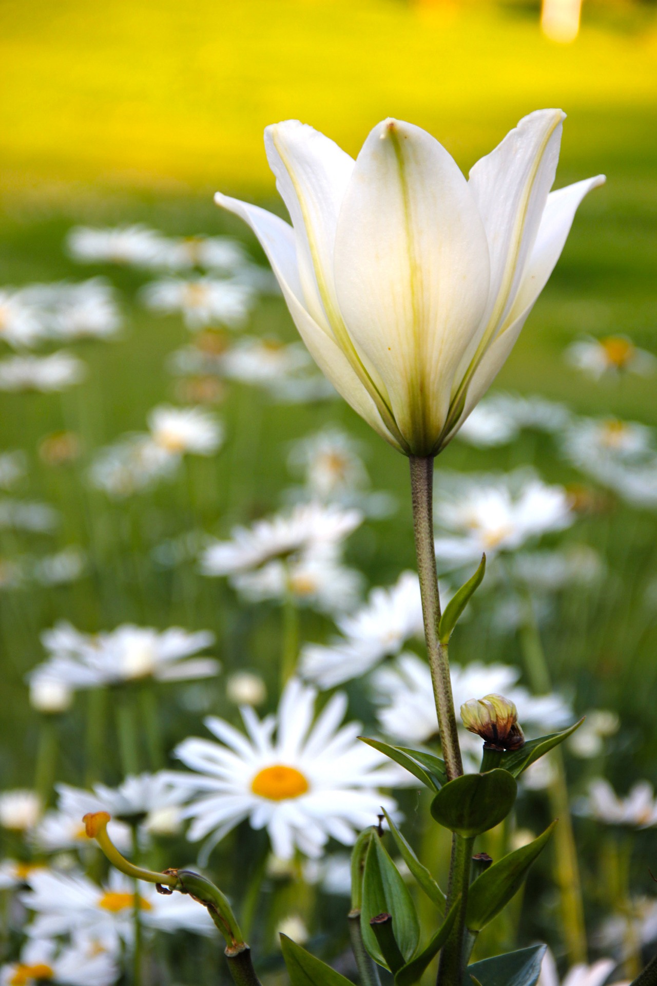 fleurs blanches